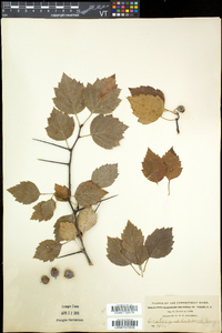 Crataegus dissona image