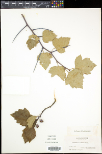 Crataegus dissona image