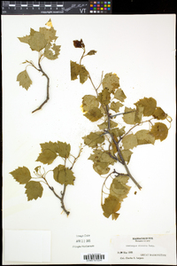 Crataegus dissona image