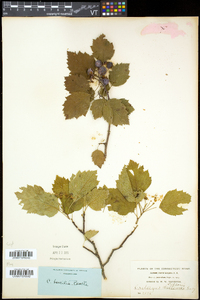 Crataegus schuettei image