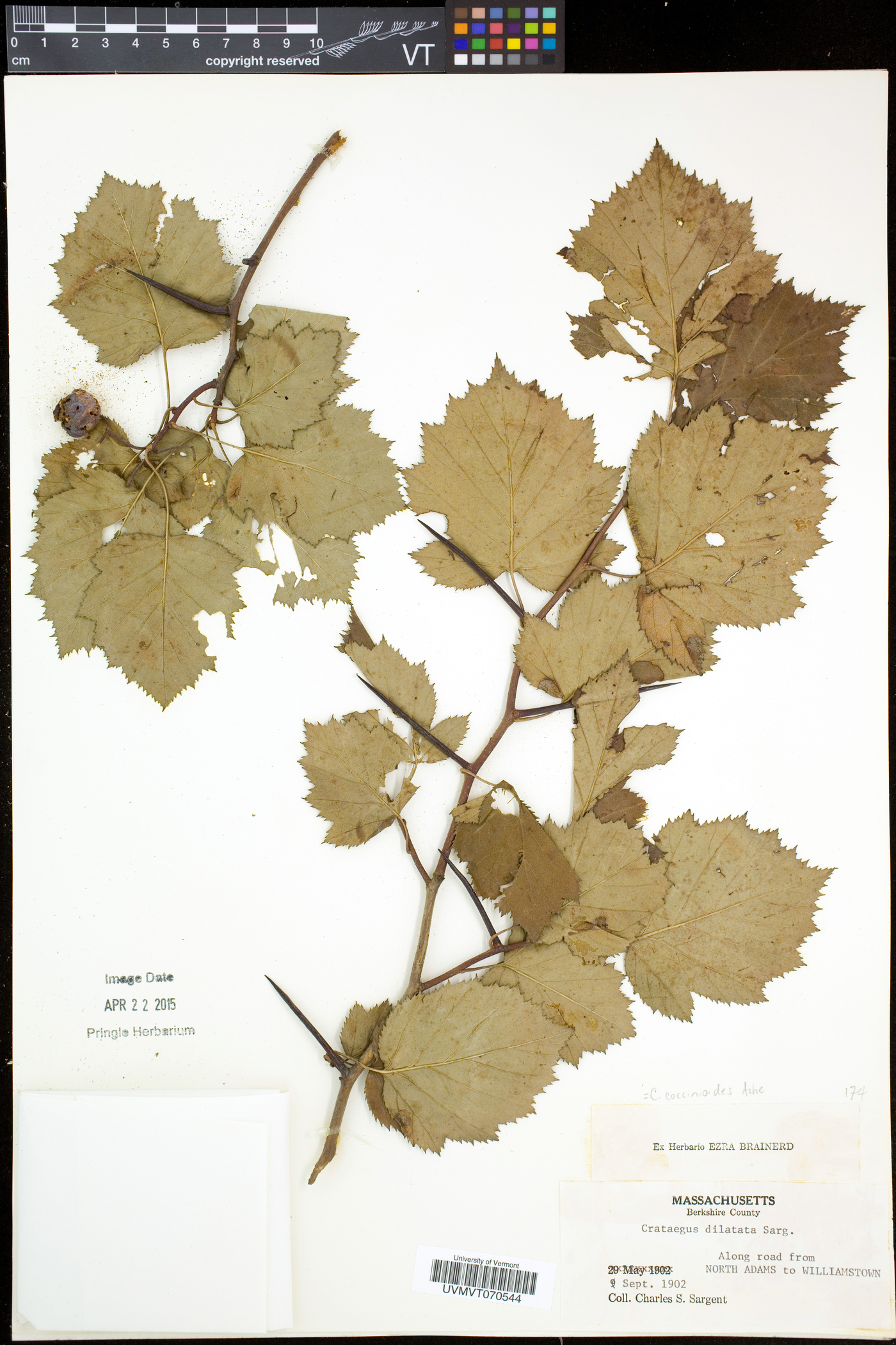 Crataegus coccinioides image