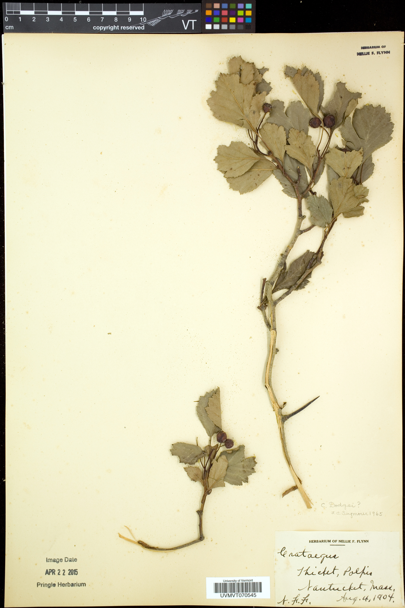 Crataegus dodgei image