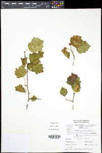 Crataegus flabellata image