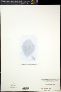 Crataegus jonesiae image