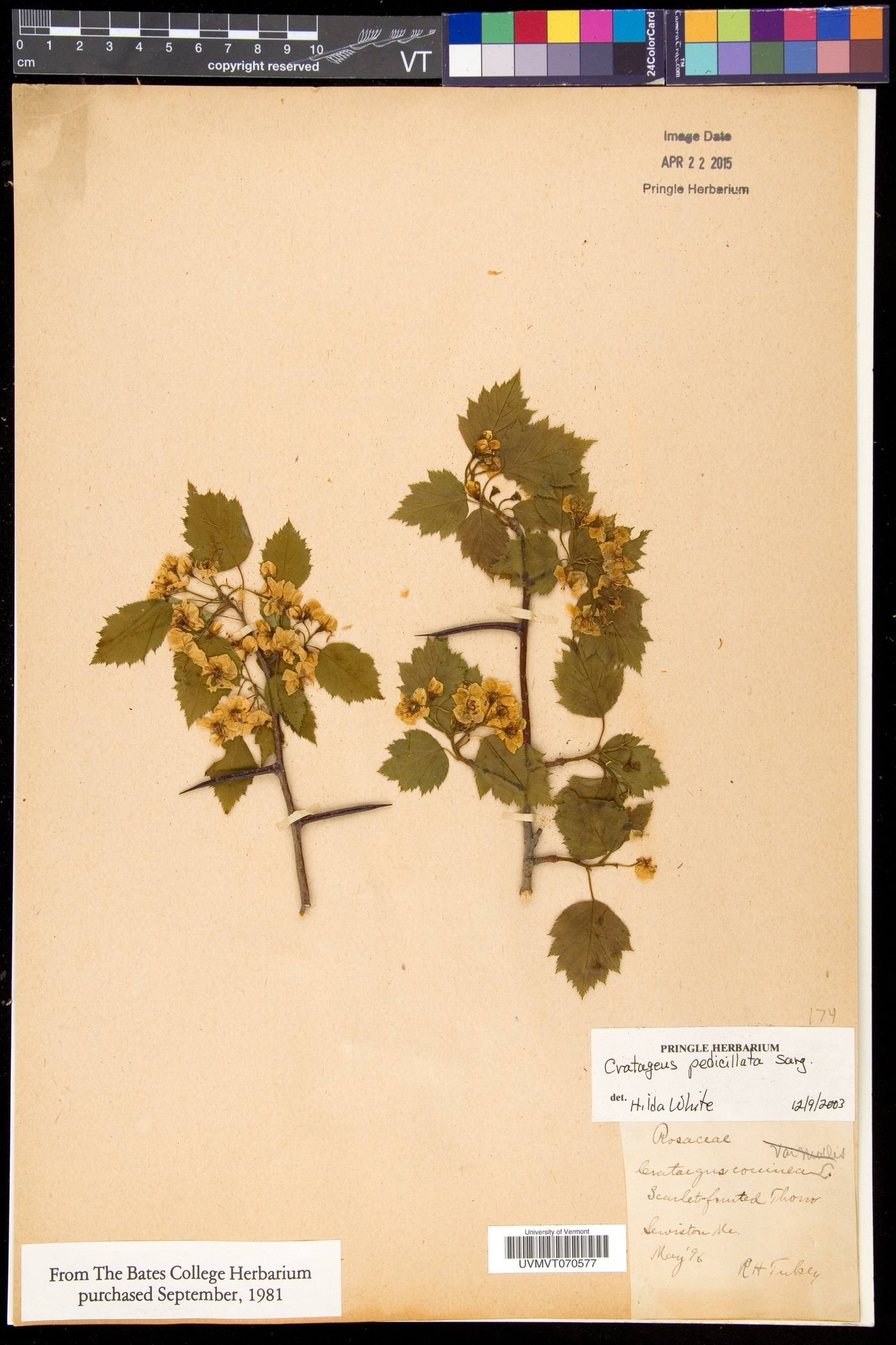 Crataegus coccinea image