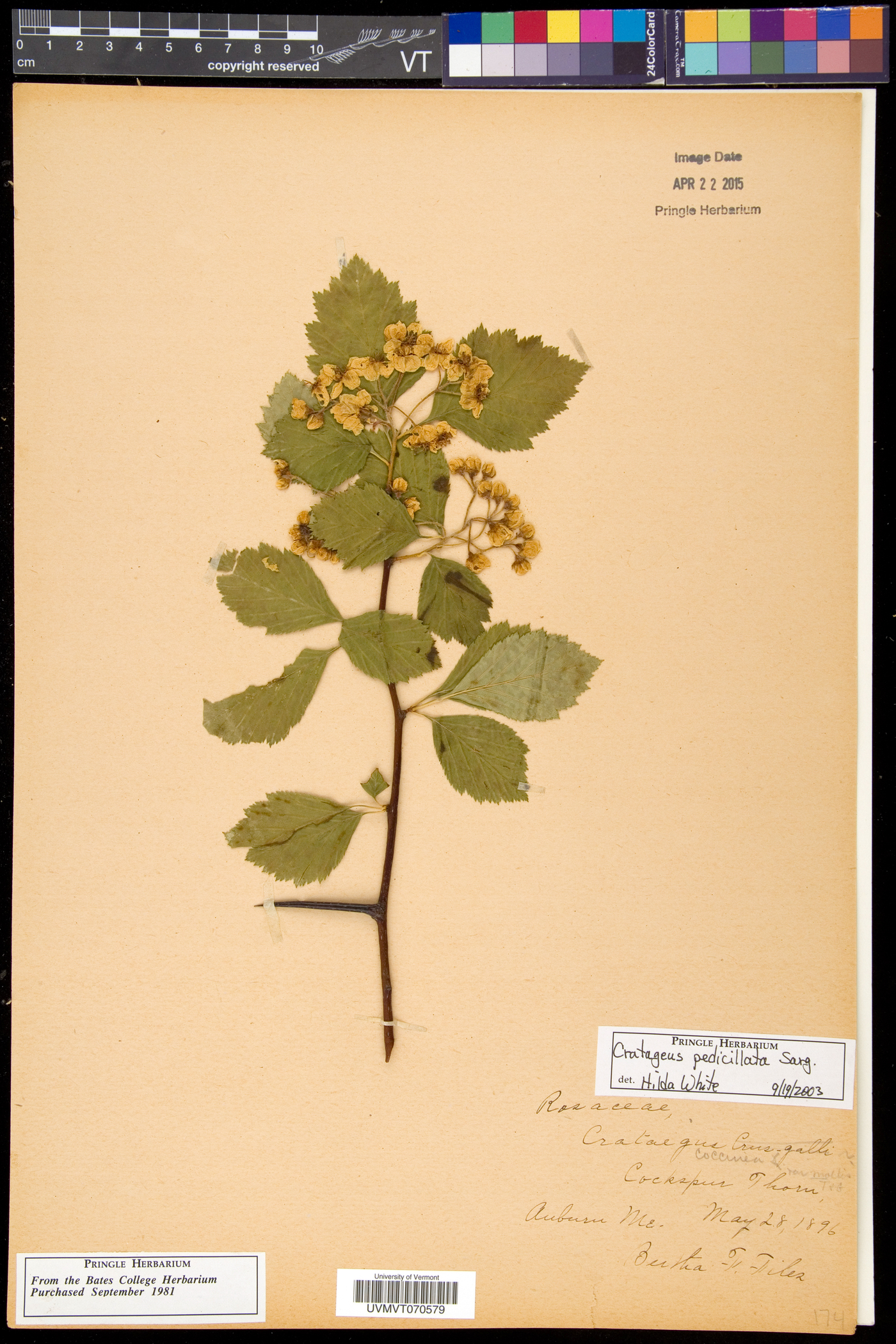 Crataegus coccinea image