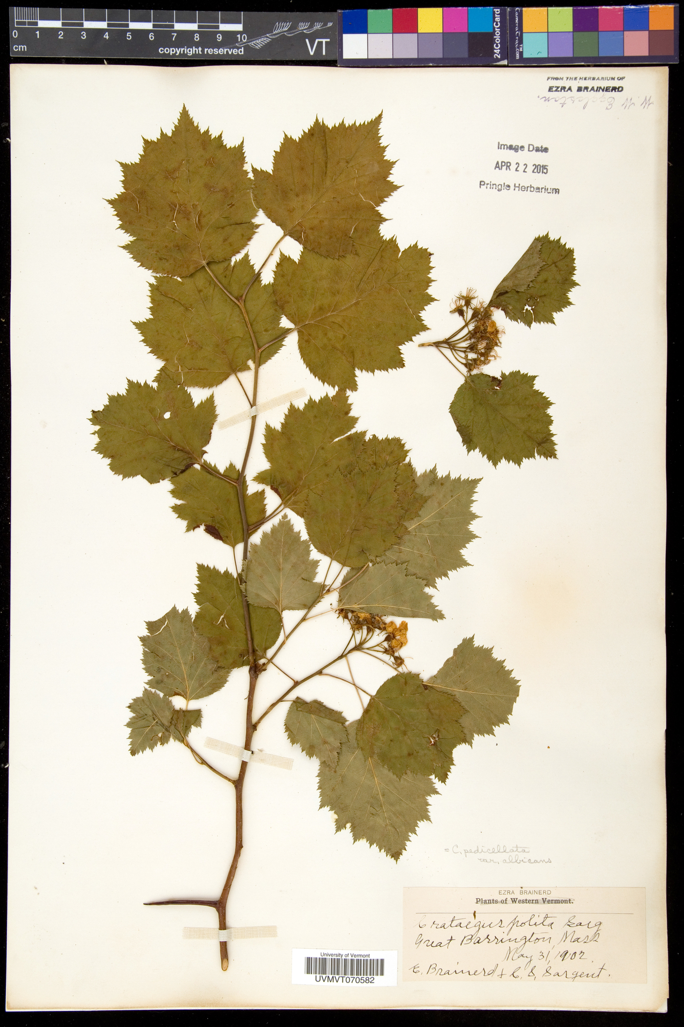 Crataegus coccinea image