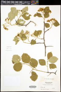 Crataegus scabrida image