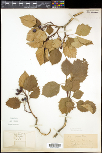 Crataegus scabrida image