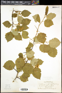 Crataegus scabrida image