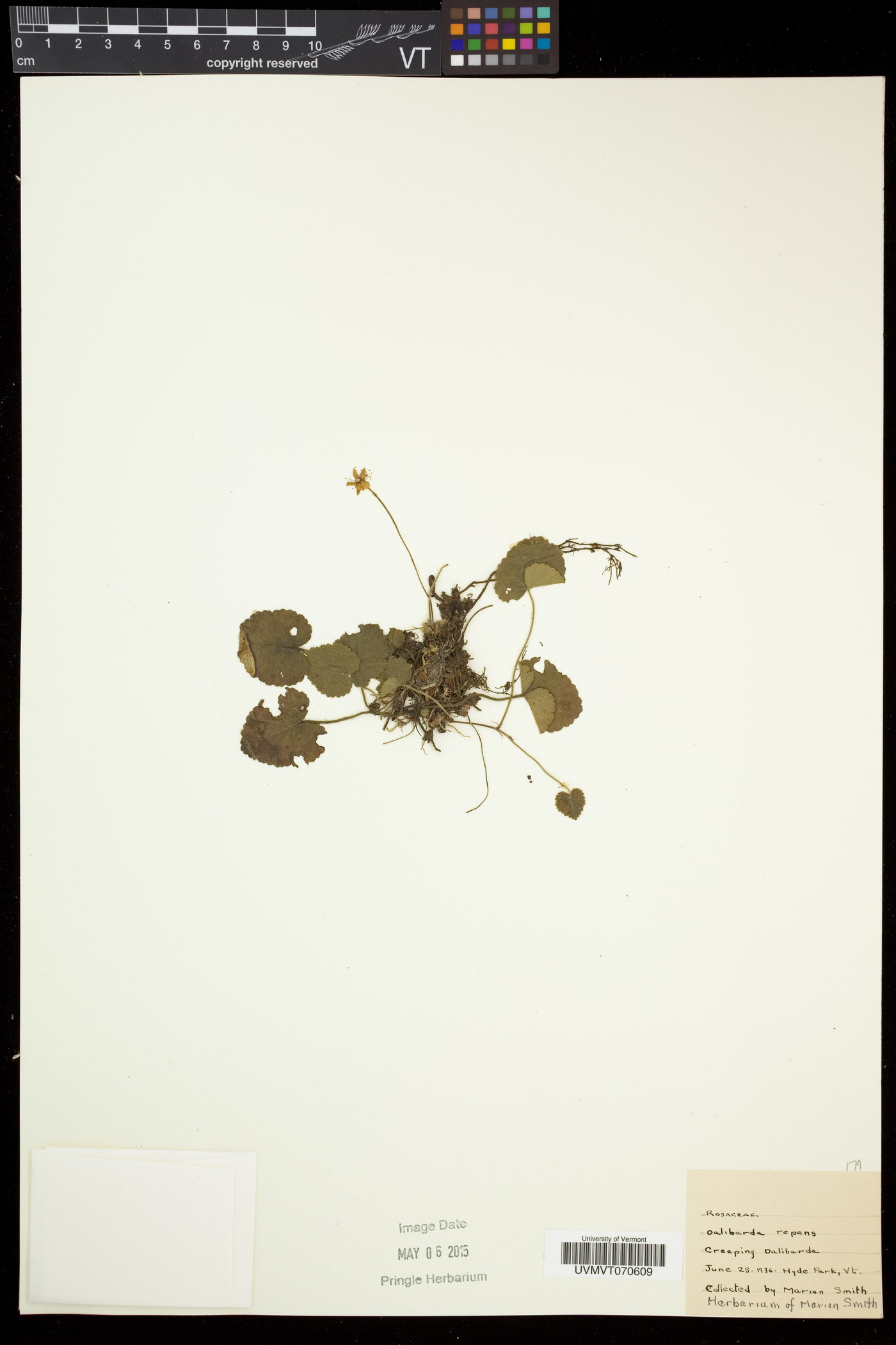 Rubus repens image