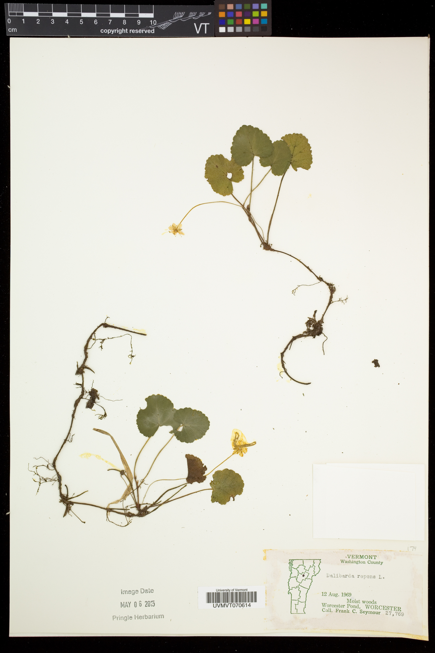 Rubus repens image