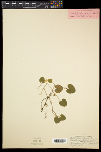 Rubus repens image