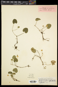 Rubus repens image