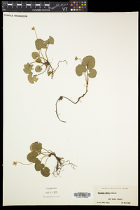 Rubus repens image