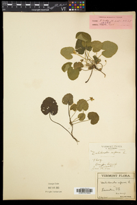 Rubus repens image