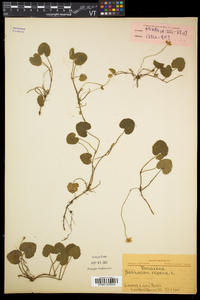 Rubus repens image