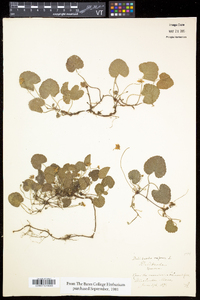 Rubus repens image