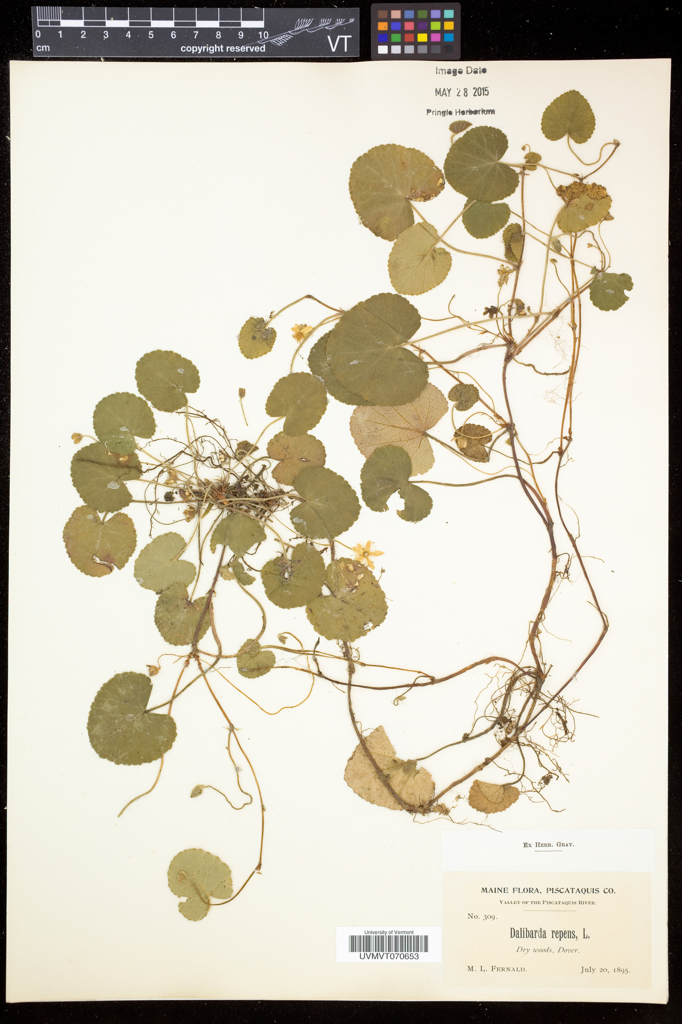 Rubus repens image
