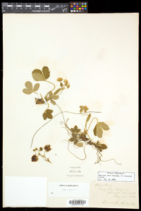 Fragaria virginiana subsp. virginiana image