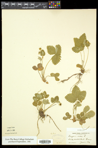 Fragaria vesca image