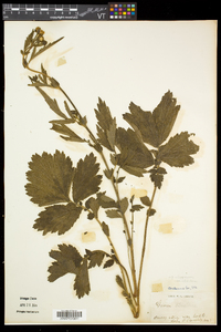 Geum aleppicum image