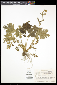 Geum aleppicum image