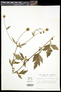 Geum aleppicum image