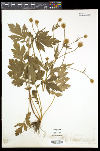 Geum aleppicum image