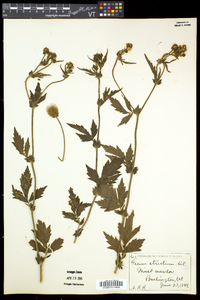 Geum aleppicum image