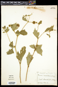 Geum laciniatum image