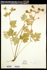 Geum laciniatum image