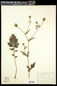 Geum aleppicum image