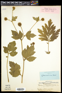 Geum laciniatum image