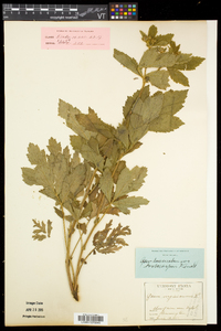 Geum laciniatum var. trichocarpum image