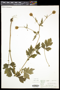 Geum aleppicum image