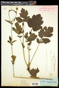 Geum aleppicum image