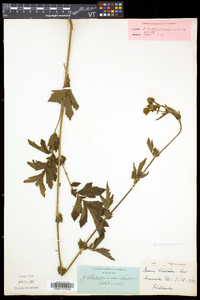 Geum aleppicum image