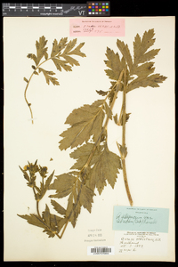 Geum aleppicum image