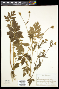 Geum aleppicum image