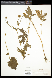 Geum aleppicum image