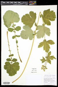 Geum macrophyllum image