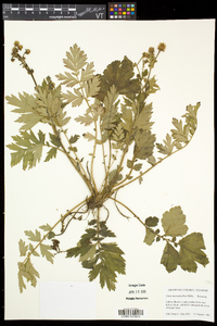 Geum macrophyllum image