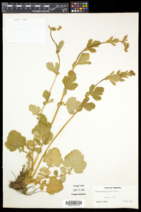 Geum macrophyllum image