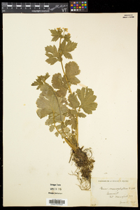 Geum macrophyllum image