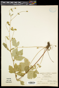 Geum canadense var. canadense image