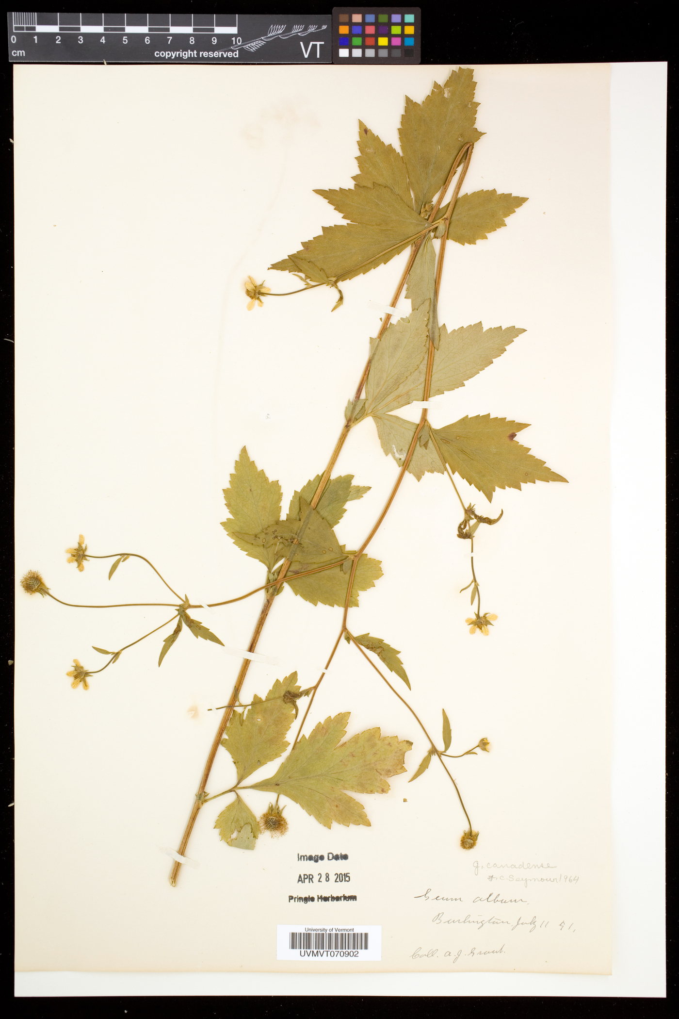 Geum canadense var. canadense image