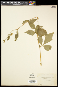 Geum canadense var. canadense image