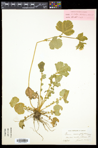 Geum macrophyllum image