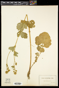 Geum macrophyllum image